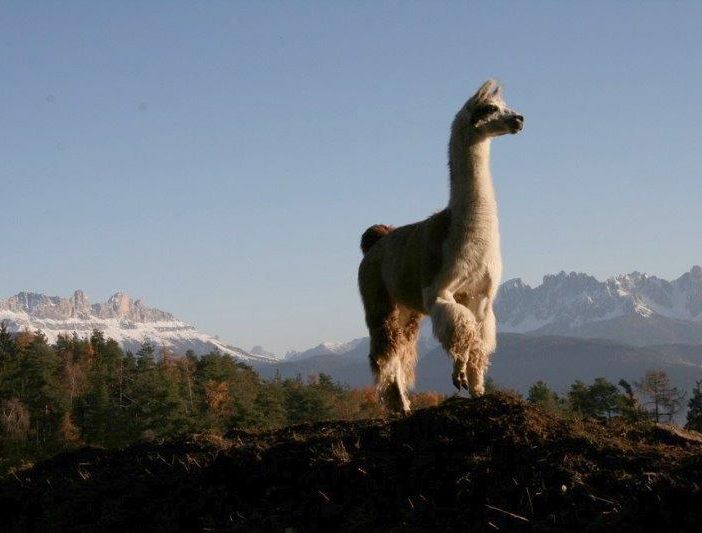 Petsfestival 2021: vieni a conoscere l’alpaca