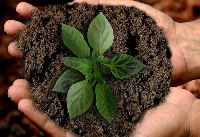 Una zolla di terra con un germoglio nelle mani di una persona