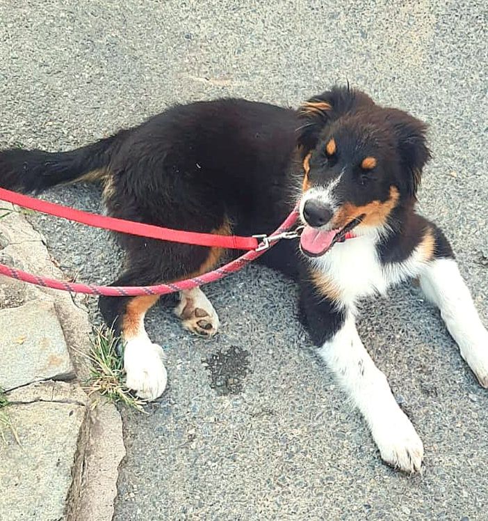 Cane abbandonato a Venaria: il Codcons denuncia il responsabile che l’ha legato alla ringhiera ed è scappato Cane abbandonato a Venaria: il Codcons denuncia il responsabile che l’ha legato alla ringhiera ed è scappato
