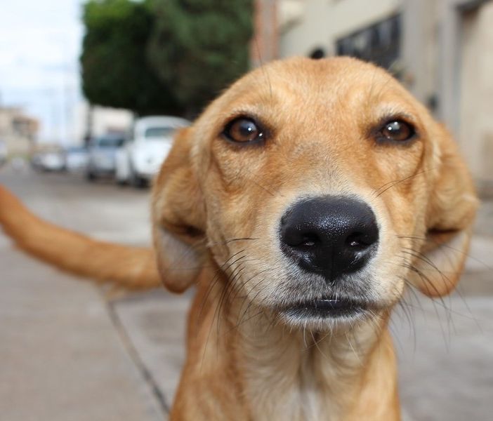 Cani abbandonati sui balconi o nelle auto: ecco quando intervenire e come comportarsi