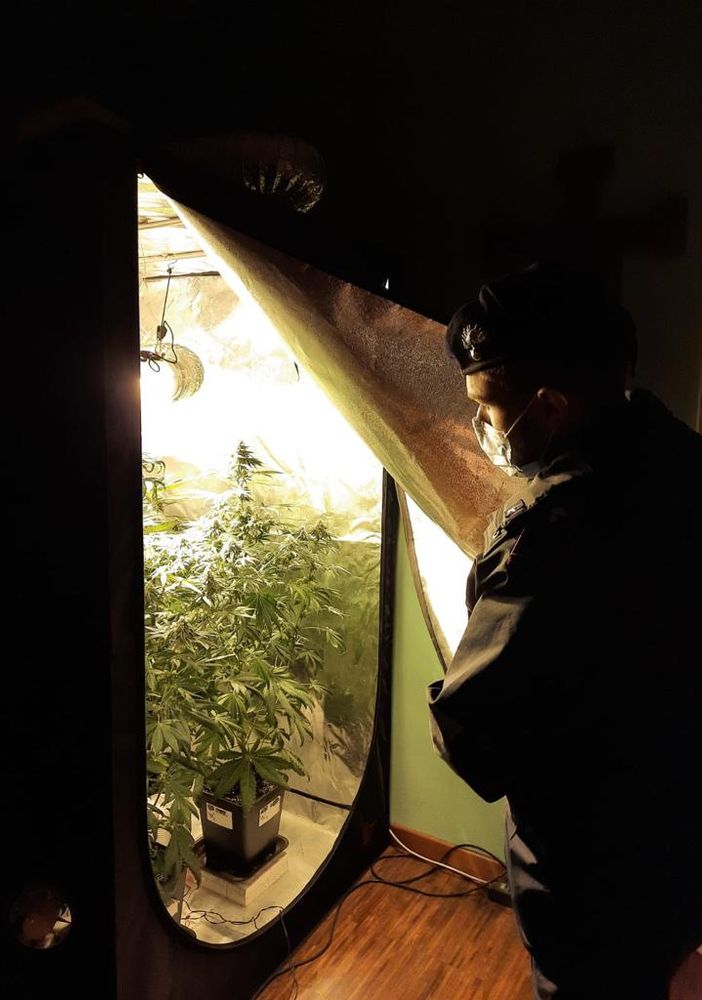 Un carabiniere osserva una piantagione di marijuana fatta in casa Un carabiniere osserva una piantagione di marijuana fatta in casa