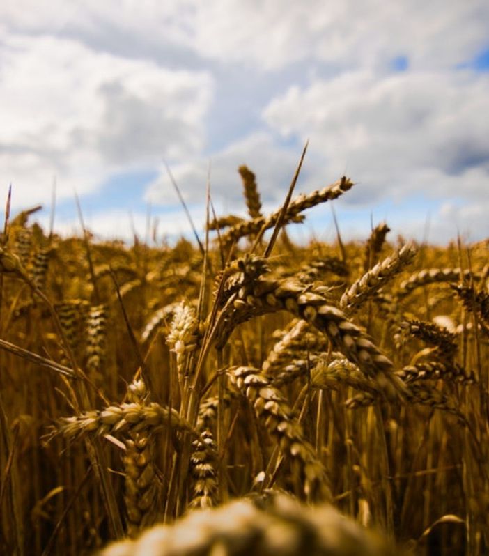 Grano - immagine d'archivio