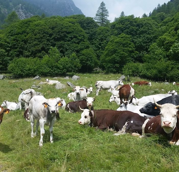 mucche al pascolo