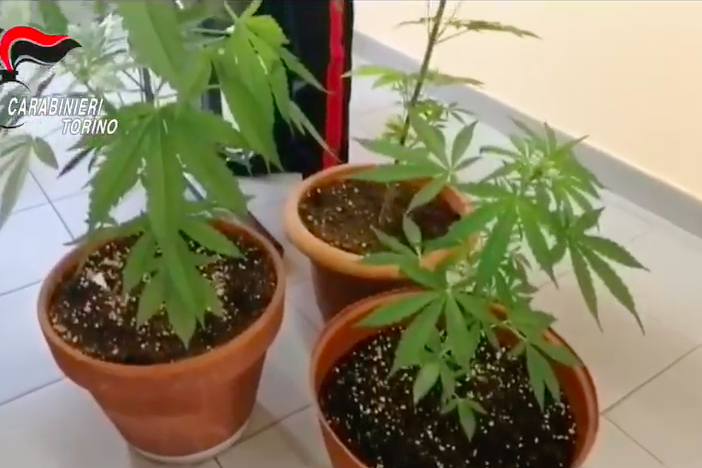 Marijuana a km0, arrestato pusher: lo spaccio gestito su Whatsapp