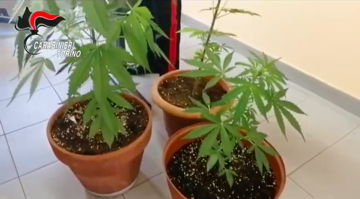 Marijuana a km0, arrestato pusher: lo spaccio gestito su Whatsapp