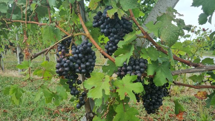Uva pronta per la vendemmia