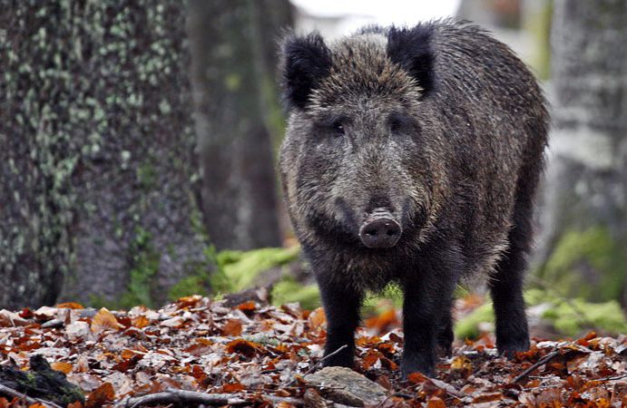 Un cinghiale nel bosco Un cinghiale nel bosco
