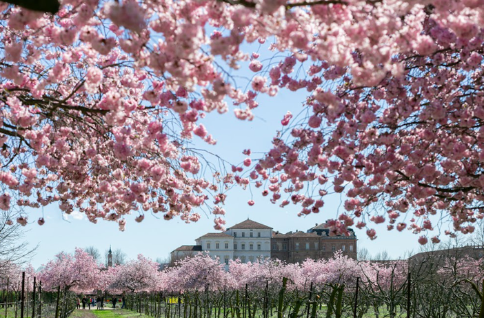 Alla Reggia di Venaria è arrivata la primavera con la fioritura dei ciliegi: gli eventi all'ombra dei petali rosa Alla Reggia di Venaria è arrivata la primavera con la fioritura dei ciliegi: gli eventi all'ombra dei petali rosa