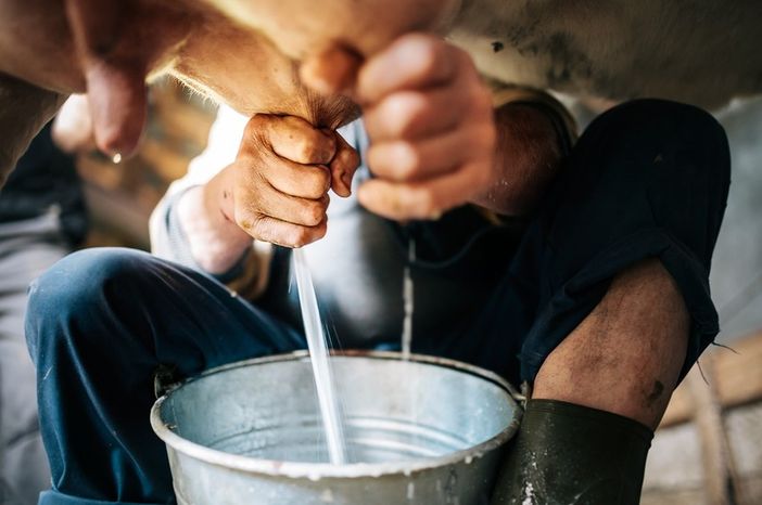 mungitura della mucca, latte