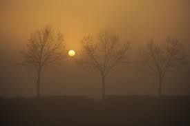sole e nebbia con alberi sole e nebbia con alberi