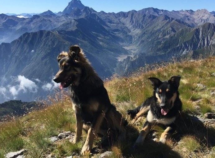 conferenza m5s e foto cani uccisi