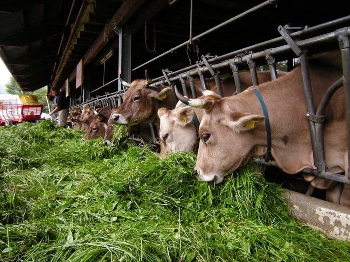 Coldiretti Torino: "E’ positivo il via libera  agli aiuti per la zootecnia"