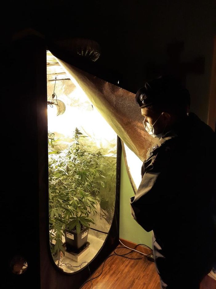 Un carabiniere osserva una piantagione di marijuana fatta in casa Un carabiniere osserva una piantagione di marijuana fatta in casa