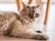 I migliori alimenti per un pelo sano e lucente nel gatto