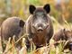 Il Tavolo Animali &amp; Ambiente contro la Sagra del Cinghiale di Venaria Reale