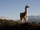 Petsfestival 2021: vieni a conoscere l’alpaca