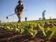 Agricoltura: dalla Regione erogati 113 milioni di anticipi sulla Pac 2020. Oltre 22 per Torino e provincia