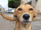 Cani abbandonati sui balconi o nelle auto: ecco quando intervenire e come comportarsi