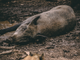 cinghiale
