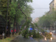 Un albero si spezza in Corso Belgio, 120 interventi per il maltempo