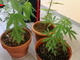 Marijuana a km0, arrestato pusher: lo spaccio gestito su Whatsapp