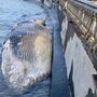 Livorno, carcassa di balenottera spiaggiata davanti alla Terrazza Mascagni