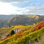 Dai sorì delle Langhe alla bottiglia: la filiera corta di Terrenostre Dai sorì delle Langhe alla bottiglia: la filiera corta di Terrenostre