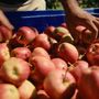 Dai frutteti alla tavola: la filiera corta di Lagnasco Group