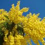 Le mimose, simbolo floreale dell'8 marzo