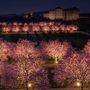 Lo spettacolo dei ciliegi in fiore alla Reggia di Venaria
