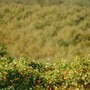 Filiera corta in Piemonte: cooperazione, filiere e un territorio da raccontare Filiera corta in Piemonte: cooperazione, filiere e un territorio da raccontare