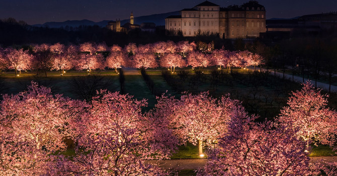 Lo spettacolo dei ciliegi in fiore alla Reggia di Venaria