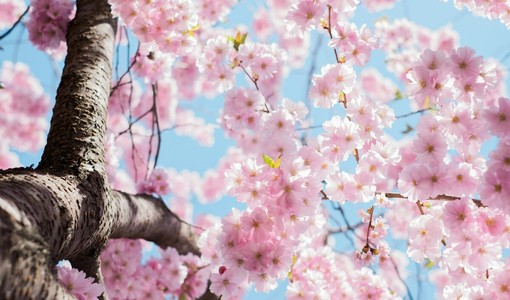 Arno Smit- tramite Unsplash Arno Smit- tramite Unsplash