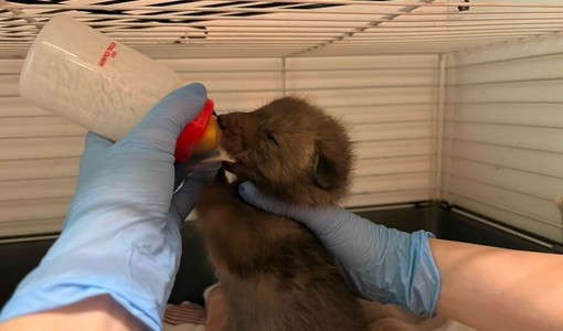 Emergenza cuccioli al centro animali di Grugliasco: finite le scorte di latte