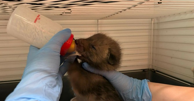 Emergenza cuccioli al centro animali di Grugliasco: finite le scorte di latte