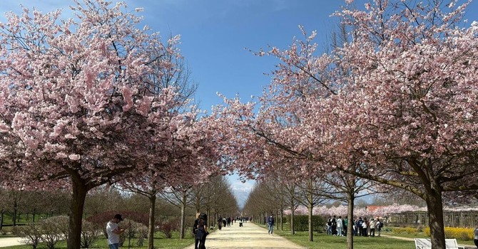 Lo spettacolo dei ciliegi in fiore accende la Reggia di Venaria