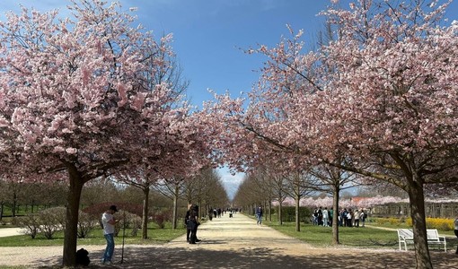 Lo spettacolo dei ciliegi in fiore accende la Reggia di Venaria Lo spettacolo dei ciliegi in fiore accende la Reggia di Venaria