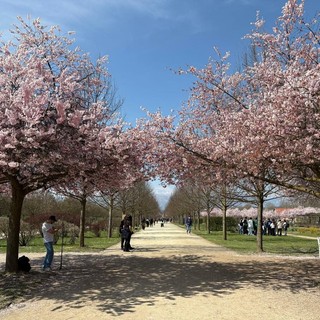 Lo spettacolo dei ciliegi in fiore accende la Reggia di Venaria