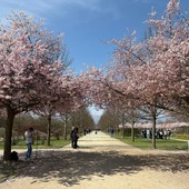Lo spettacolo dei ciliegi in fiore accende la Reggia di Venaria