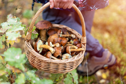 A Giaveno attivato il servizio micologico per i cercatori di funghi