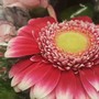 Una gerbera