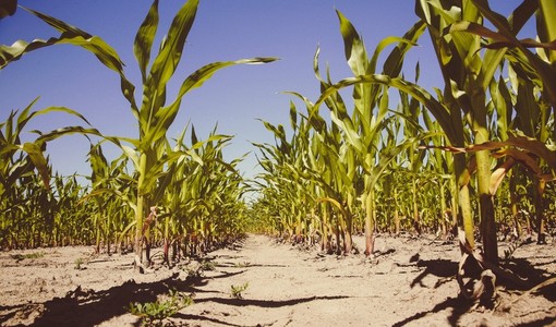Emergenza idrica, il Piemonte dichiara lo stato di crisi: luglio tra i più secchi degli ultimi 70 anni Emergenza idrica, il Piemonte dichiara lo stato di crisi: luglio tra i più secchi degli ultimi 70 anni
