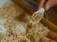 Crisi del riso, Confcooperative Piemonte: “Risaie asciutte, prezzi dimezzati e costi insostenibili. Il settore è al collasso"