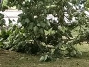 Alberi caduti o pericolanti un pò ovunque, a causa del forte vento Alberi caduti o pericolanti un pò ovunque, a causa del forte vento