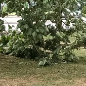 Alberi caduti o pericolanti un pò ovunque, a causa del forte vento
