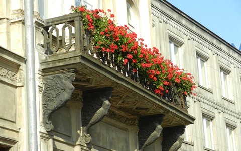 Il mio giardino biodiverso: parte il concorso di Legambiente per fotografare la natura urbana