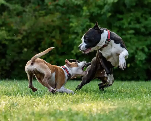Un uomo era andato in vacanza abbandonando i cani a casa Un uomo era andato in vacanza abbandonando i cani a casa