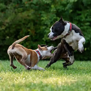 Un uomo era andato in vacanza abbandonando i cani a casa