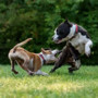 Un uomo era andato in vacanza abbandonando i cani a casa Un uomo era andato in vacanza abbandonando i cani a casa