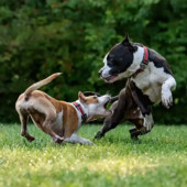 Un uomo era andato in vacanza abbandonando i cani a casa Un uomo era andato in vacanza abbandonando i cani a casa